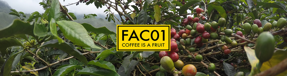 FAC01 Coffee is a Fruit